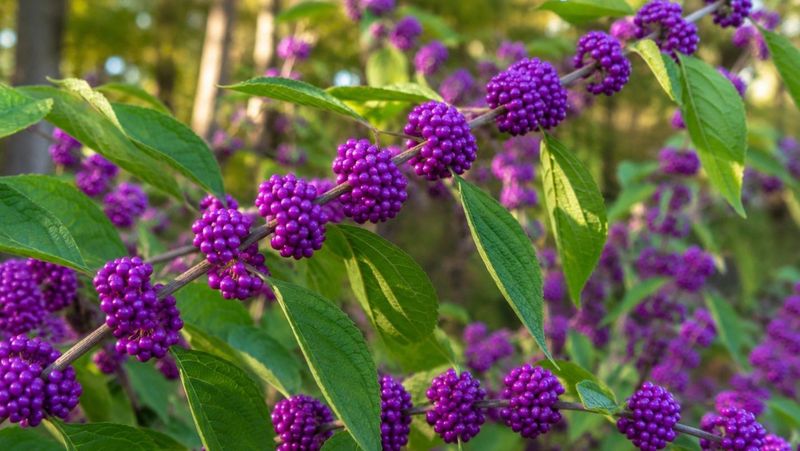 American Beautyberry