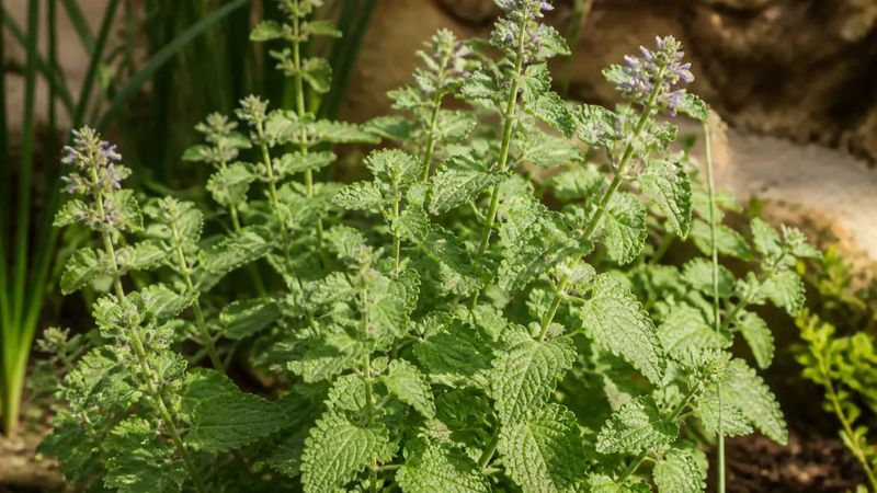 Catnip is the likely herb, but the garden promise is unproven