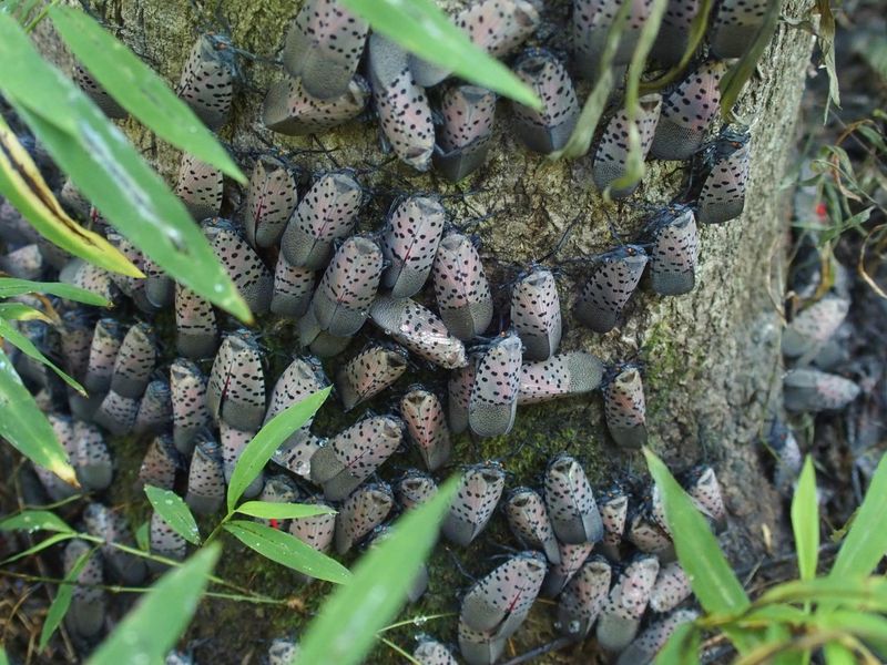 Why Lanternflies Prefer This Invasive Host