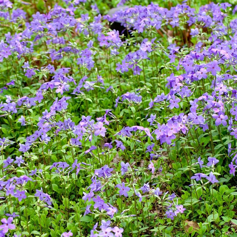 Creeping Phlox (Phlox stolonifera)