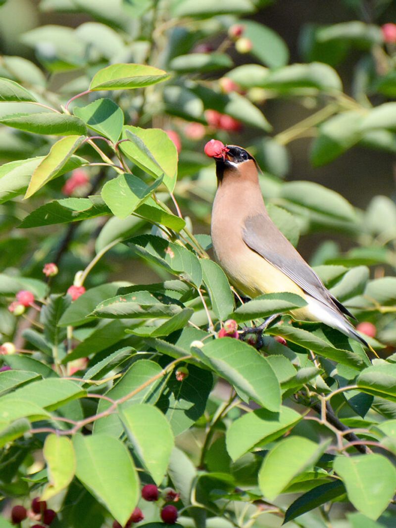 Native fruiting plants can create seasonal habitat