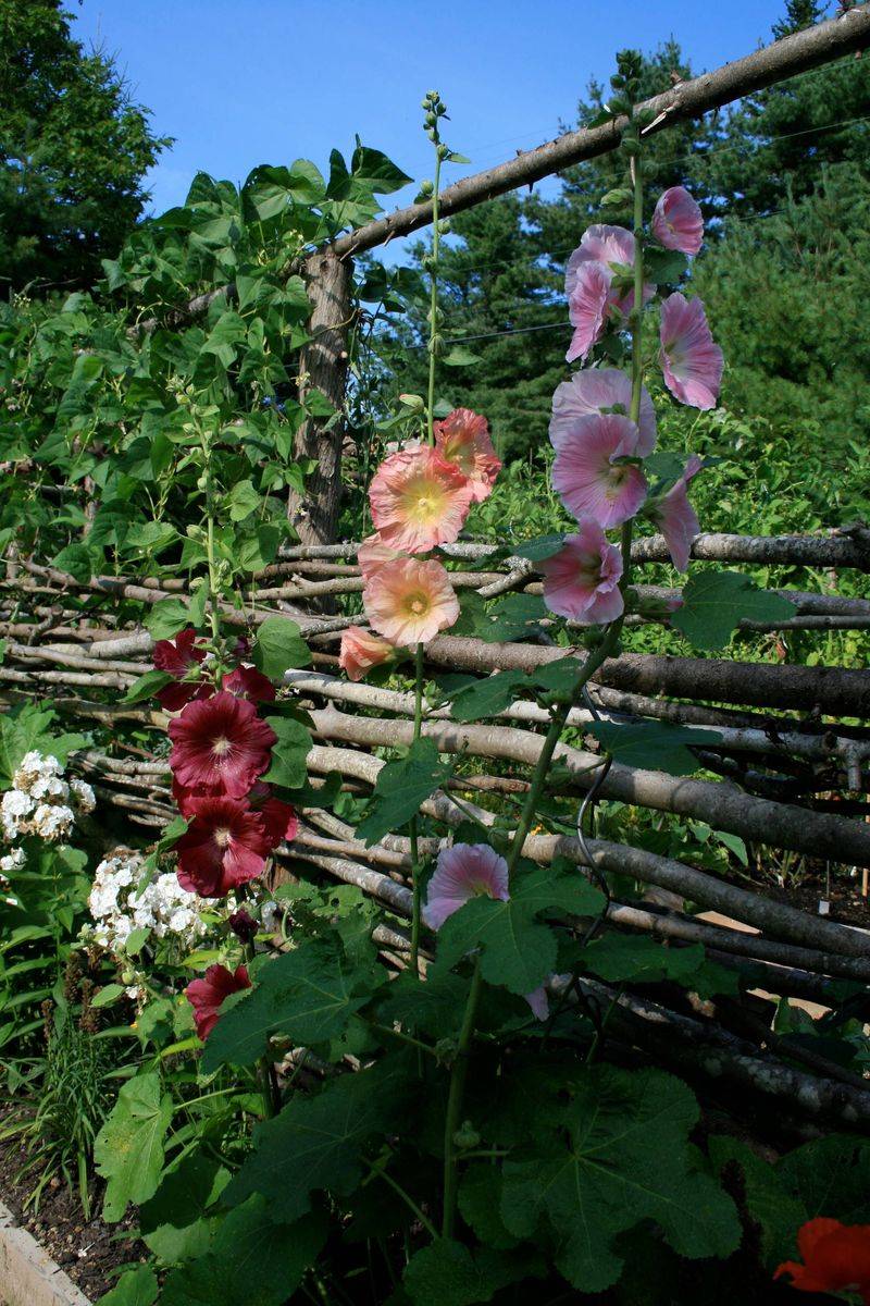 Let the Hollyhock Stay a Plant, Not a Proven Remedy