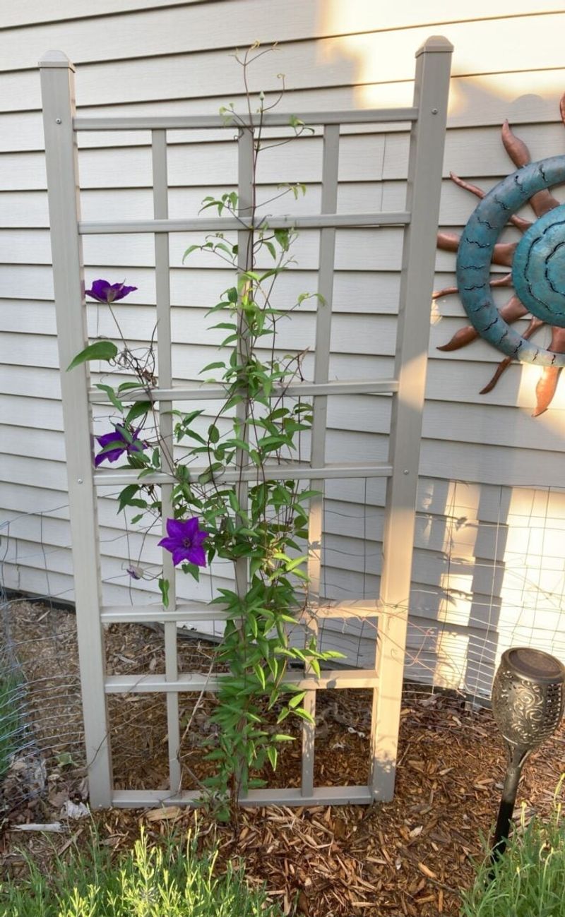 Ensure Good Air Circulation Around the Plant