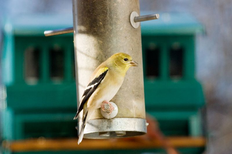 Feeders and pesticides require different kinds of care
