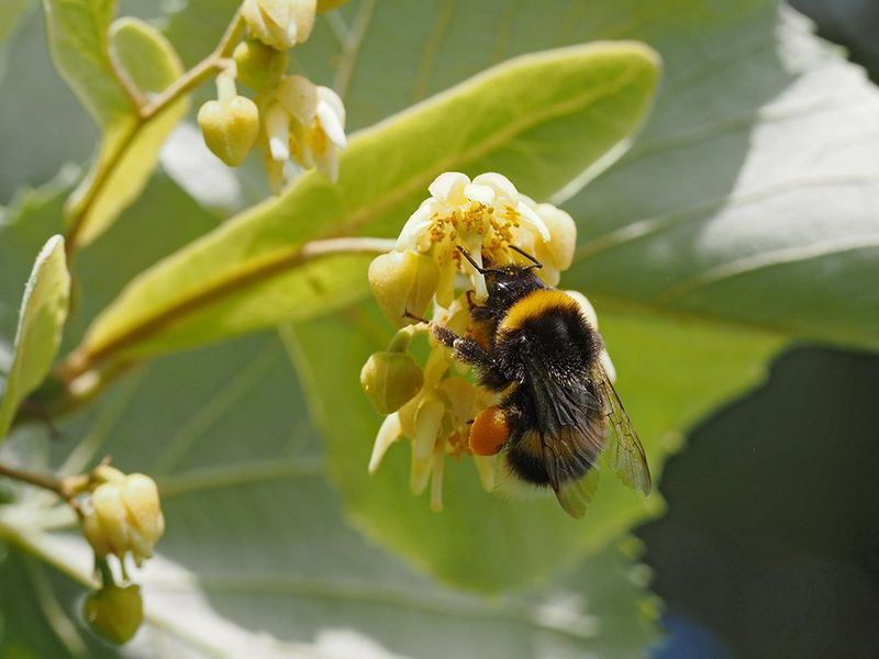 Silver Linden (Tilia tomentosa)