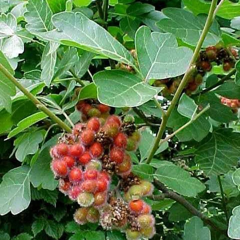 Fragrant Sumac (Rhus aromatica)