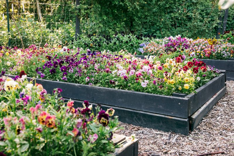 Choose a sunny, well-drained bed