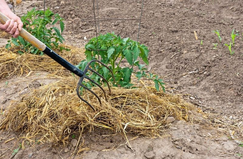 Mulching Too Late or Not at All