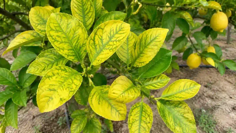 Why Alkaline Soil Can Limit Lemon Growth
