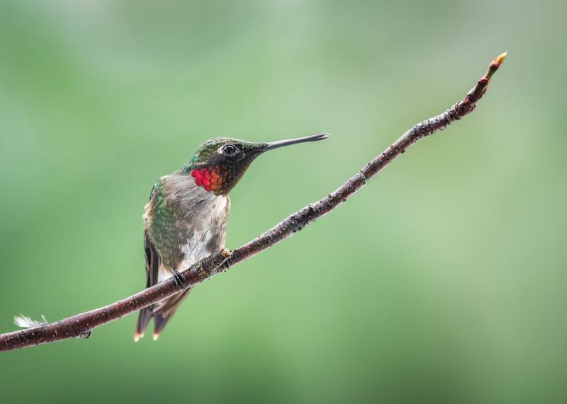 Nowhere to Perch Nearby