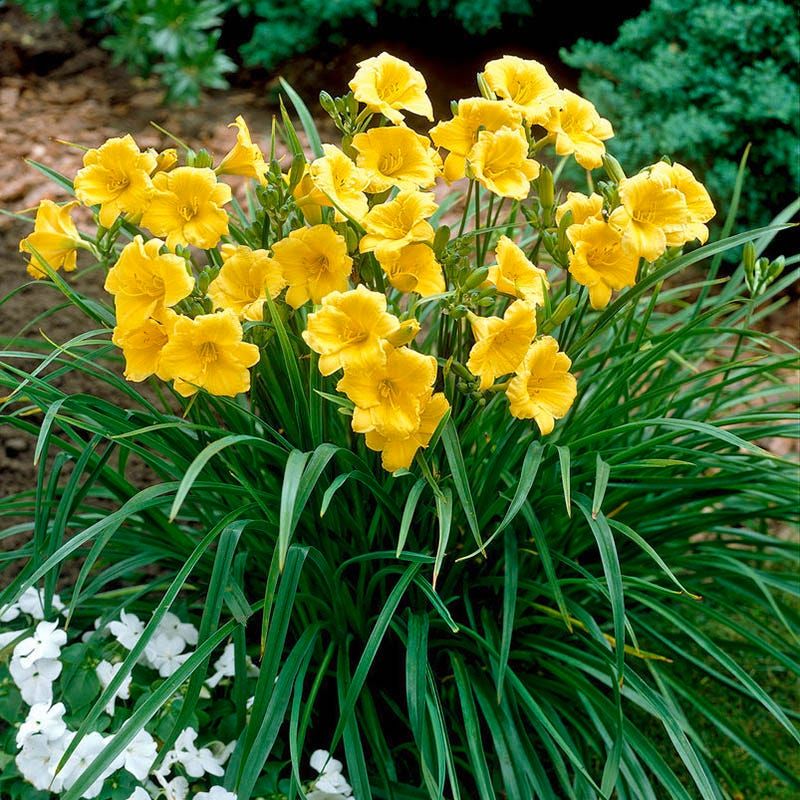 Hemerocallis (Daylilies)