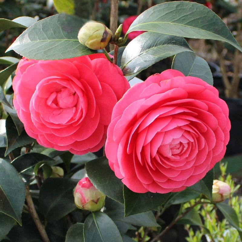 Camellia