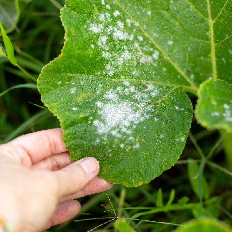 Fuzzy White Patches or Spots on Leaves and Stems