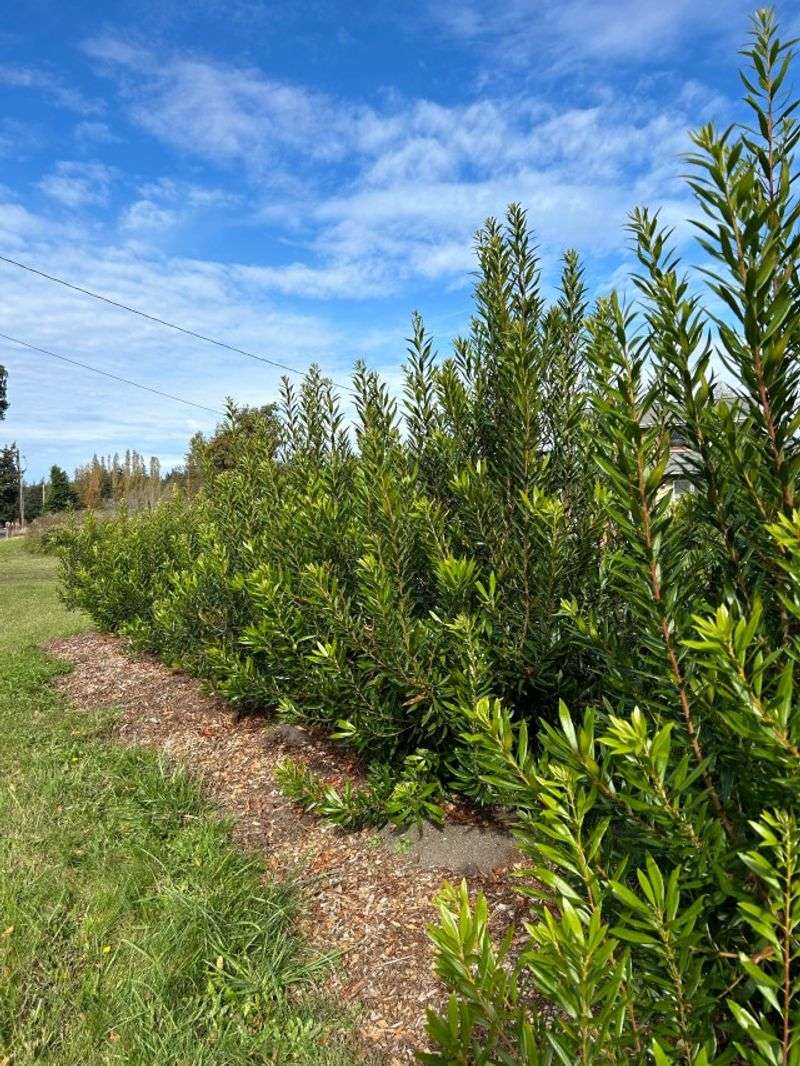 Prune for privacy without sacrificing the next fruit crop