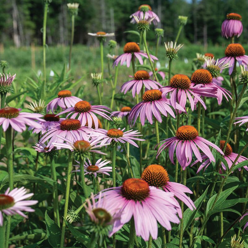 Coneflower (Echinacea)