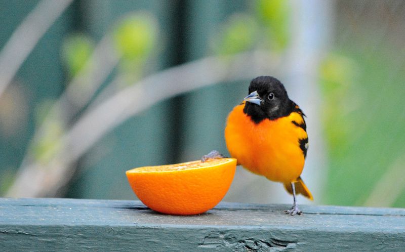 Orioles
