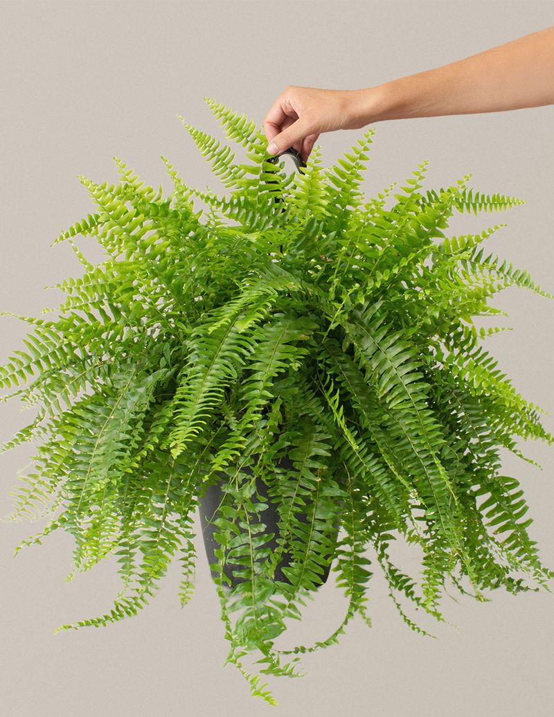 Boston Fern