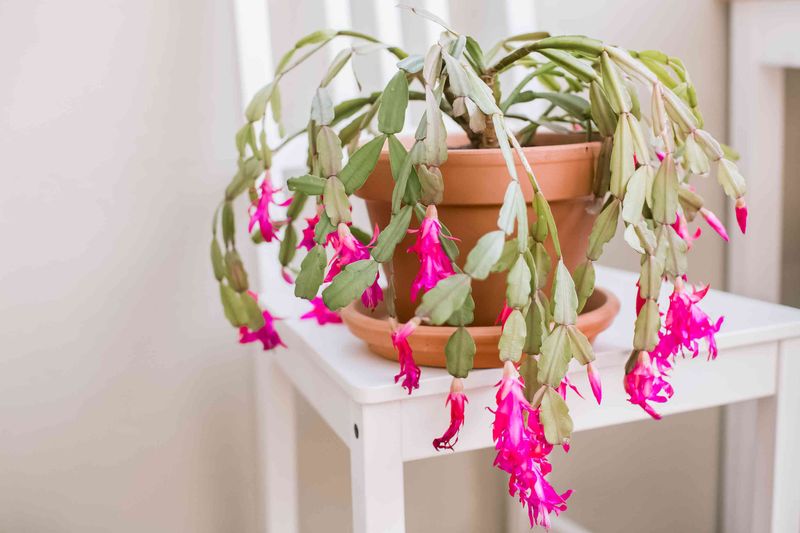 Could direct sunlight be fading the segments?