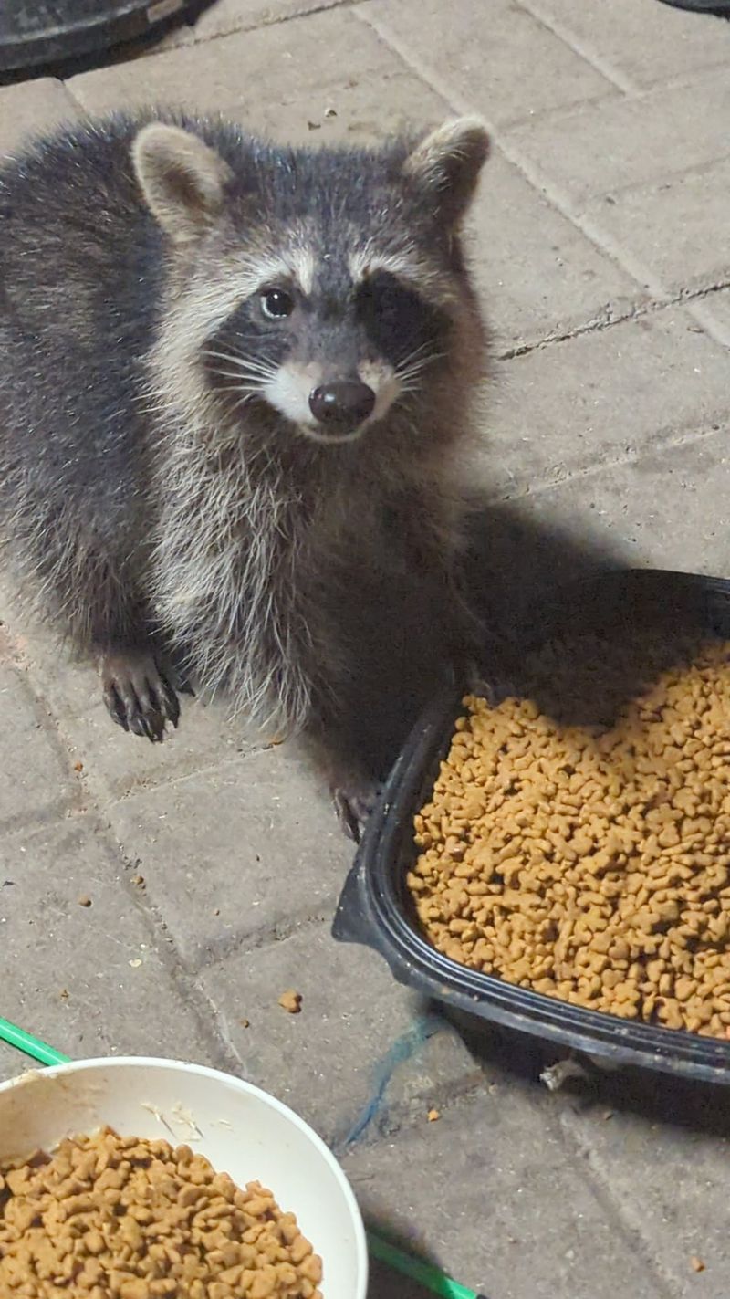 Pet Food Left Outdoors