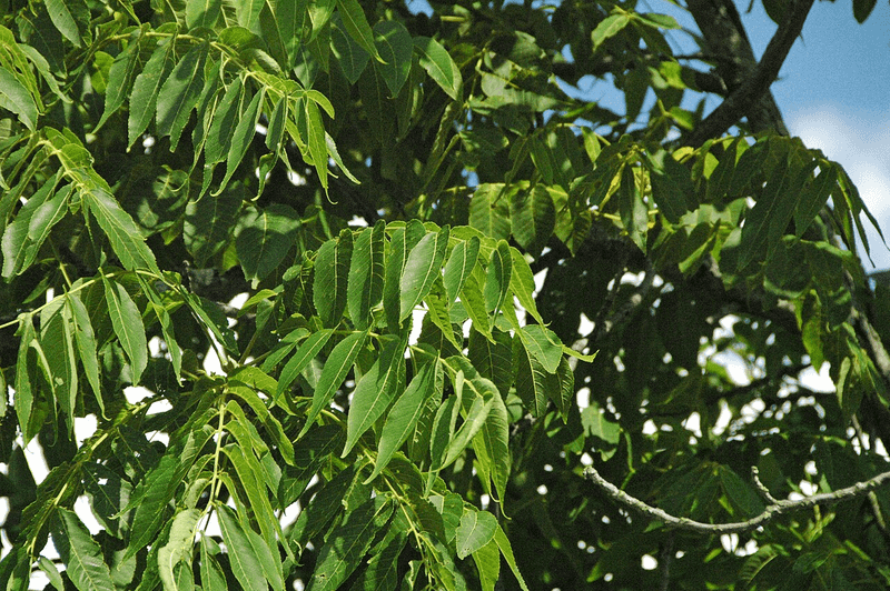 Keep diseased and fresh walnut leaves out