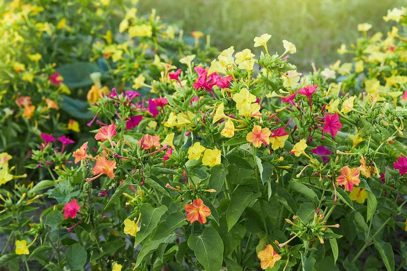The blooms follow an evening rhythm, not a strict appointment