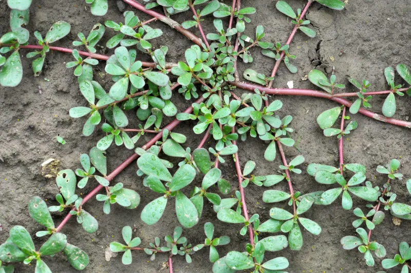 Identify purslane before you pick it