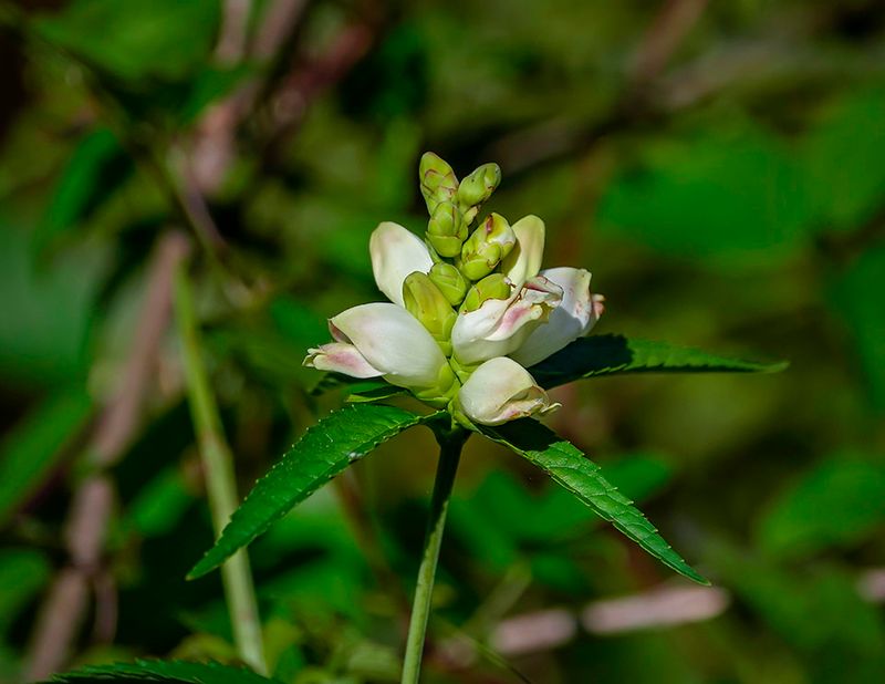 White Turtlehead (Chelone glabra)