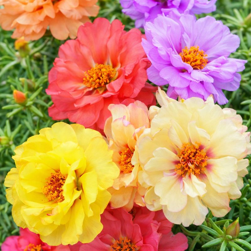 Portulaca (Moss Rose)