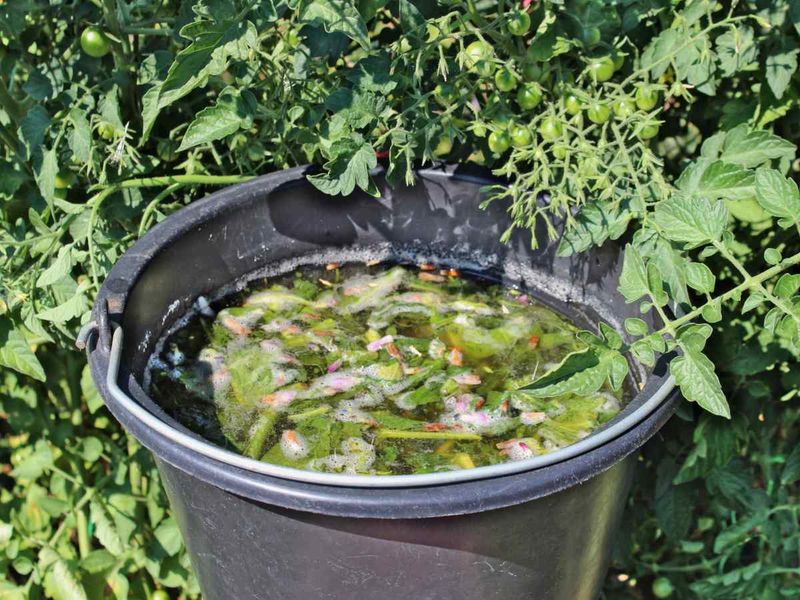 Nettle or Comfrey Tea