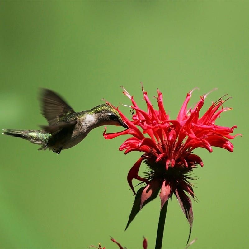 Bee Balm (Monarda)