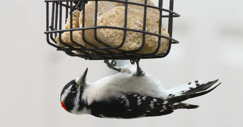 Downy Woodpecker