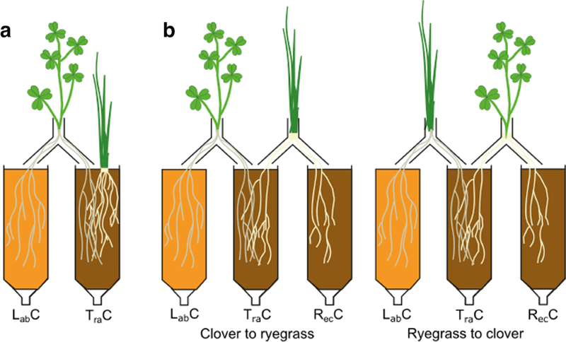 Fixed nitrogen must move through the lawn’s nutrient cycle