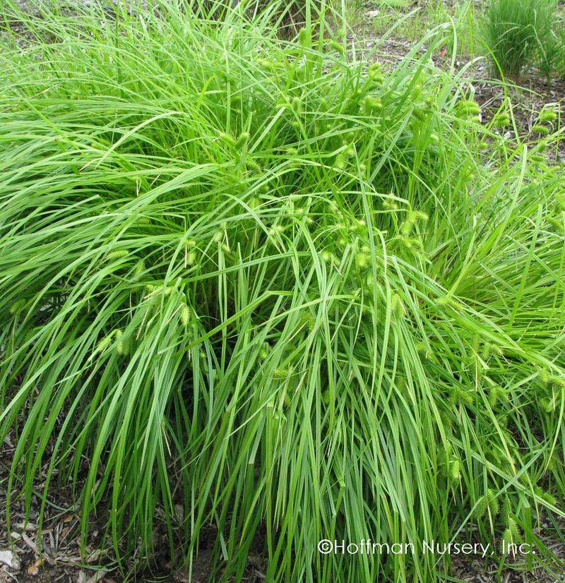 Give the sedge room to form a substantial clump