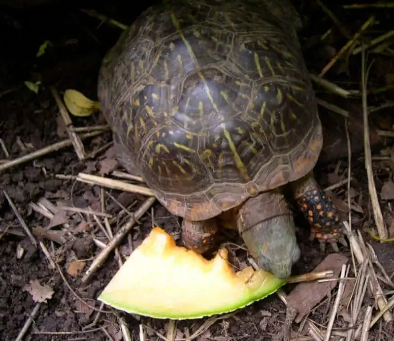 A Fall Feast for Box Turtles and Backyard Wildlife