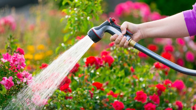A Strong Blast From the Garden Hose