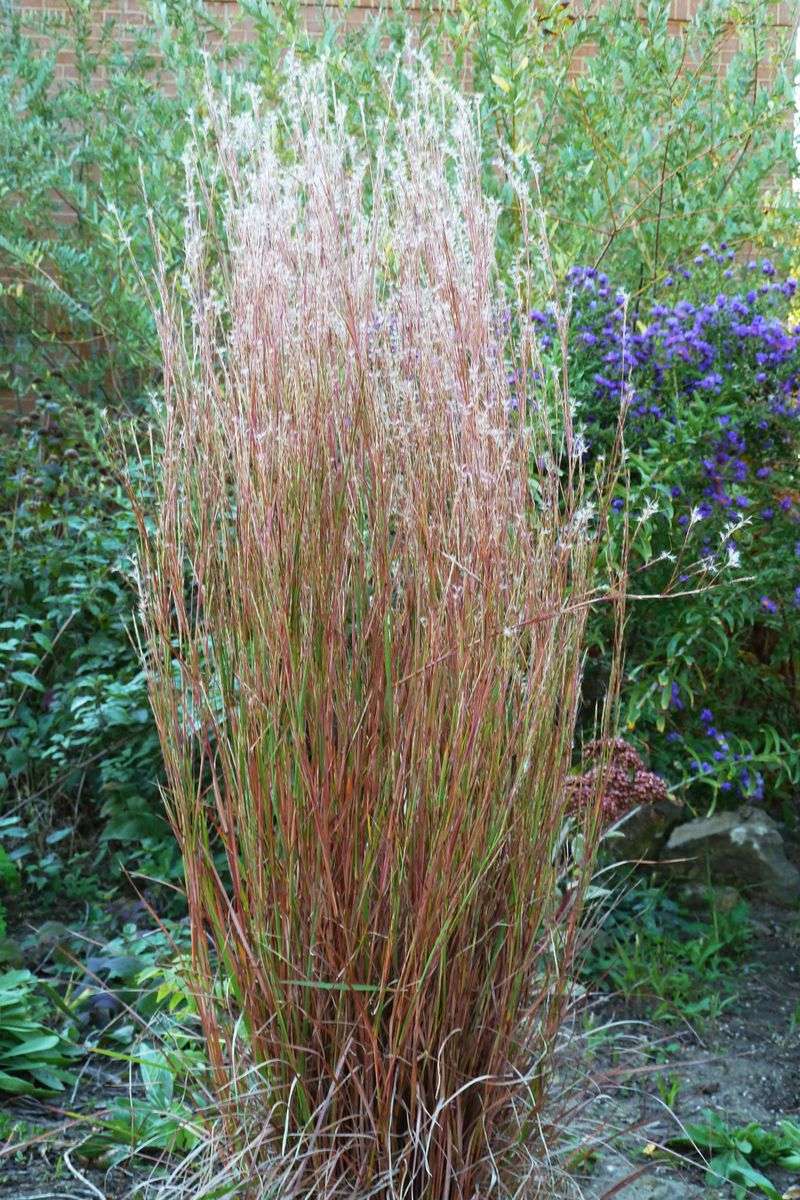 Little Bluestem (Schizachyrium scoparium)