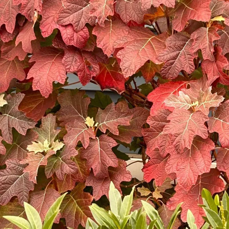 Oakleaf Hydrangea
