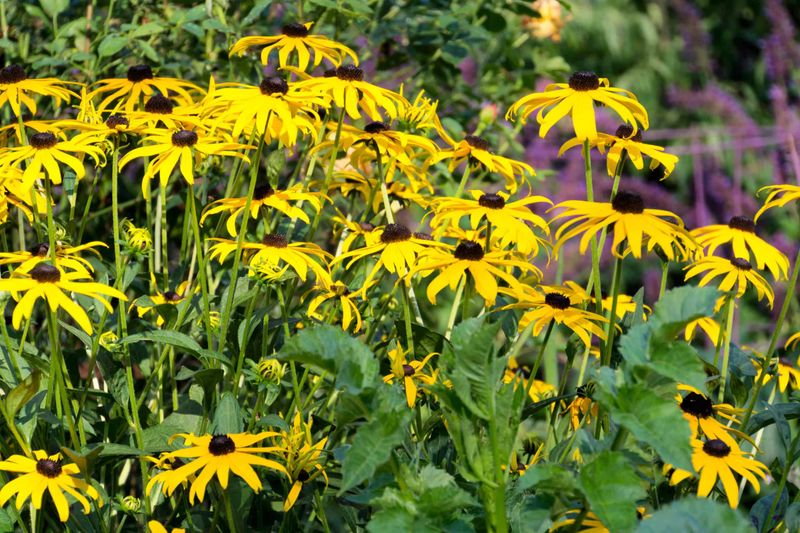 Black-Eyed Susan