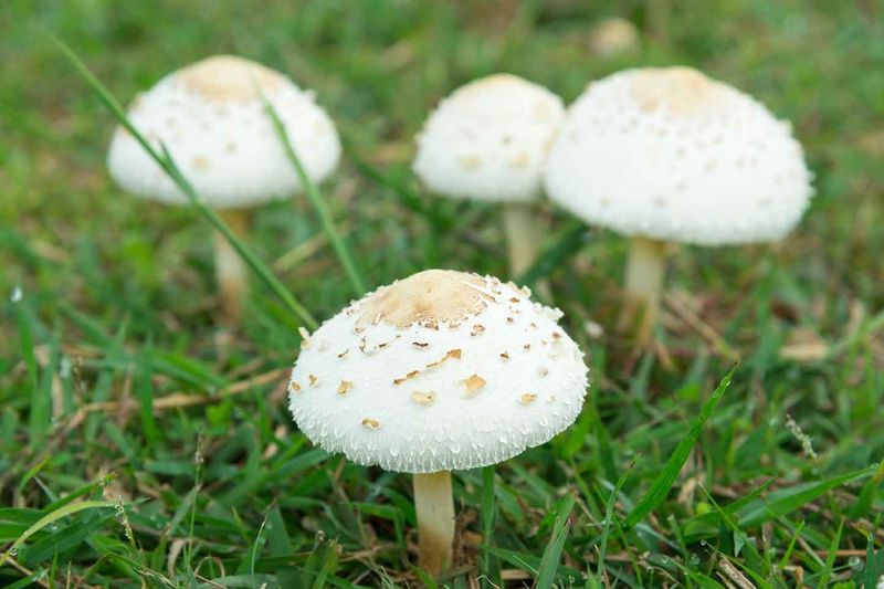 Keep unidentified mushrooms out of meals