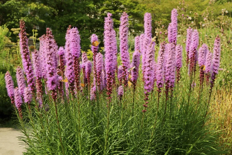 Blazing Star (Liatris)