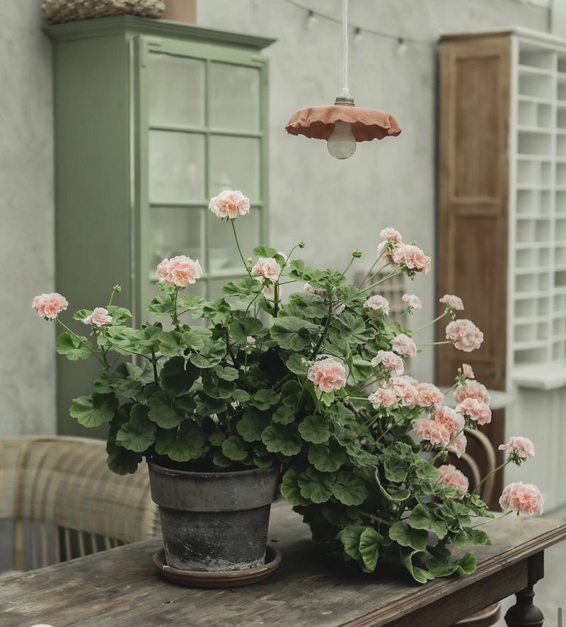 Winter flowers are possible, not promised