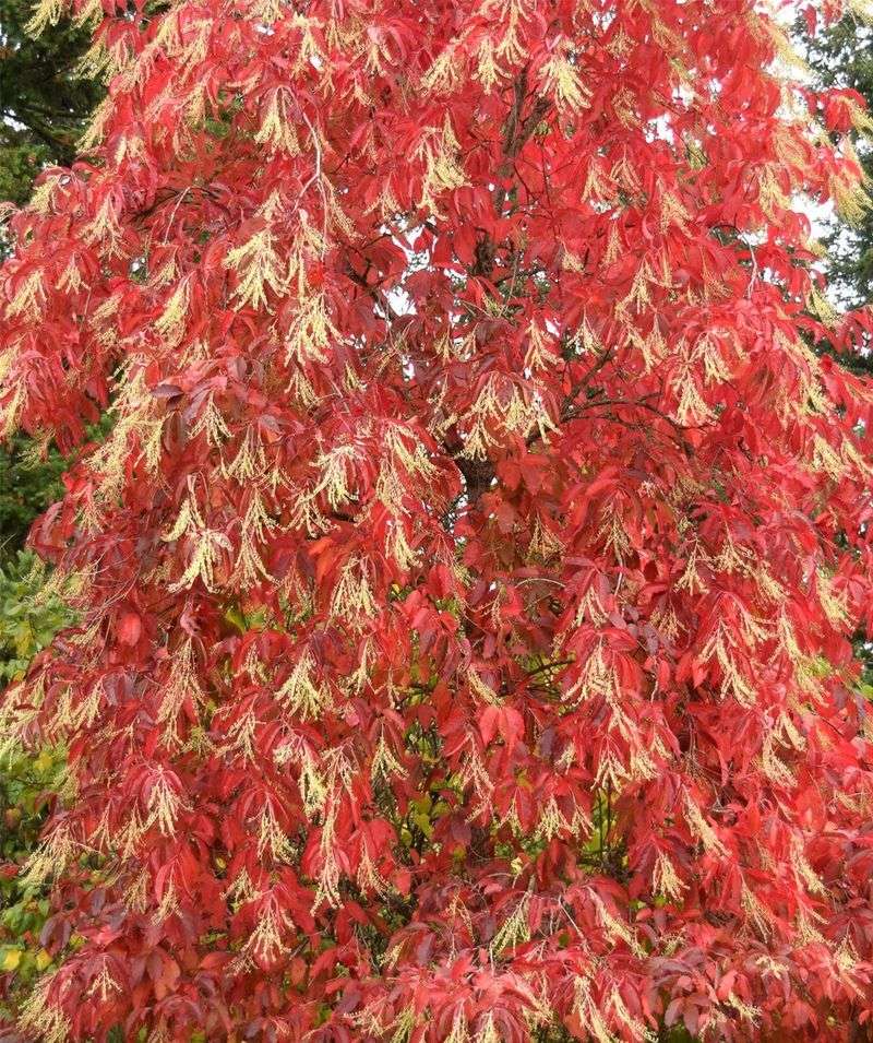 Sourwood