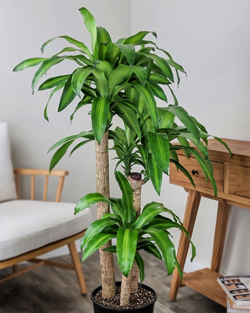 Dracaena