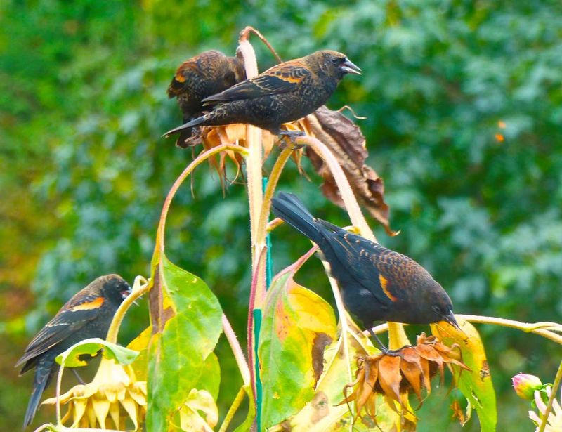 Native plants support birds beyond the feeder