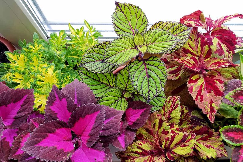 Give indoor cuttings light and check for pests
