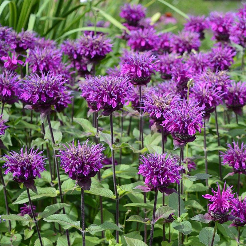 Bee Balm (Monarda)