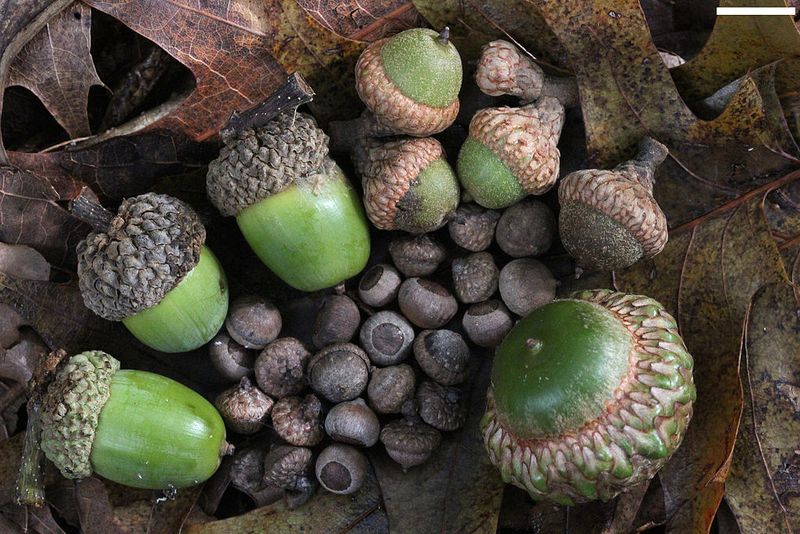 Acorns can influence where deer forage