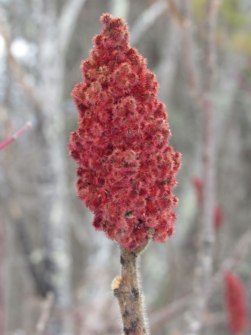 Staghorn Sumac