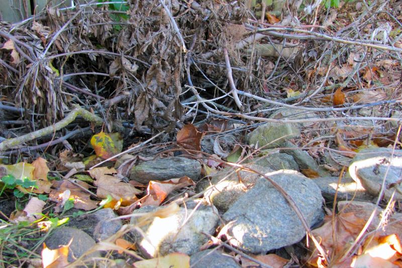 Choose what to leave undisturbed this fall