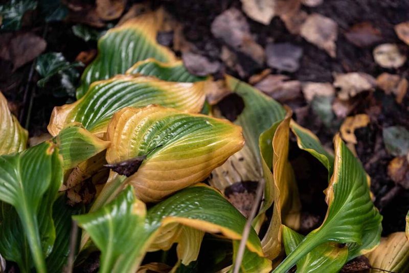 Yellowing Does Not Automatically Call for Fertilizer